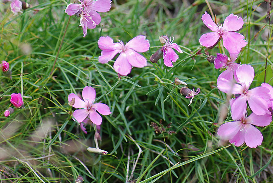 Dianthus sylvestris / Garofano selvatico